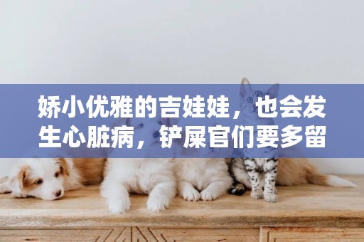 嬌小優雅的吉娃娃，也會發生心臟病，鏟屎官們要多留意 