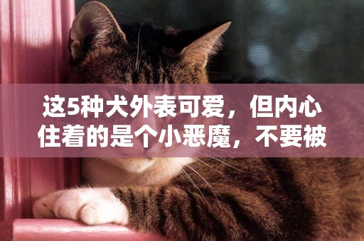 這5種犬外表可愛，但內心住著的是個小惡魔，不要被它騙了 