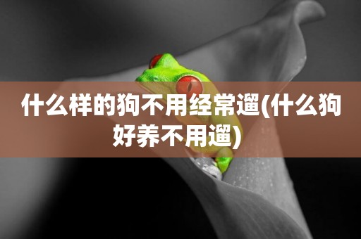 什么樣的狗不用經常遛(什么狗好養不用遛) 