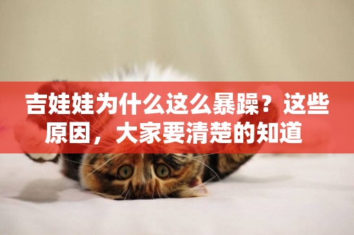 吉娃娃為什么這么暴躁？這些原因，大家要清楚的知道 