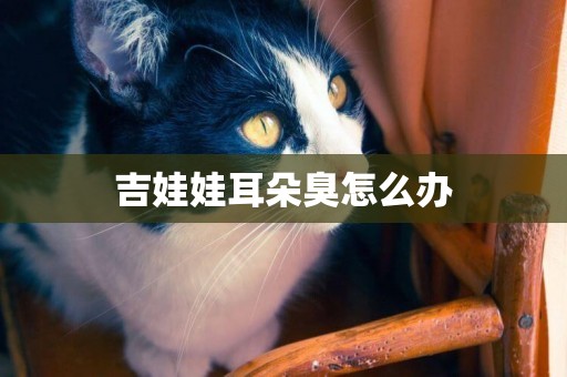 吉娃娃耳朵臭怎么辦