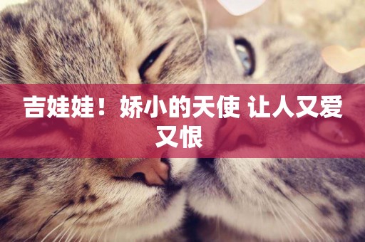 吉娃娃！嬌小的天使 讓人又愛又恨 