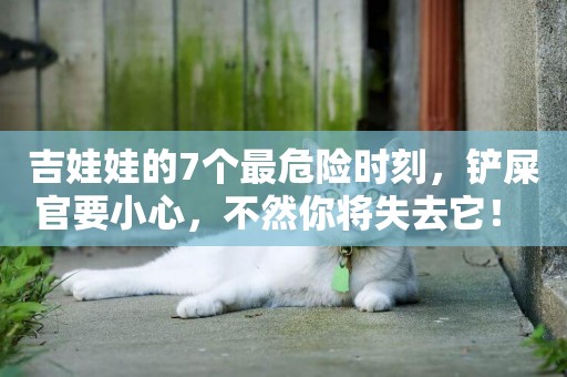 吉娃娃的7個最危險時刻，鏟屎官要小心，不然你將失去它！ 