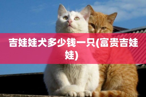 吉娃娃犬多少錢一只(富貴吉娃娃) 