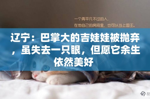 遼寧：巴掌大的吉娃娃被拋棄，雖失去一只眼，但愿它余生依然美好 