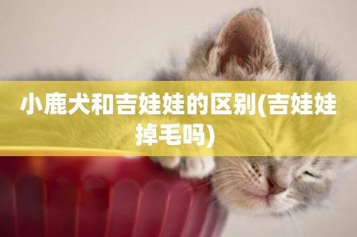 小鹿犬和吉娃娃的區別(吉娃娃掉毛嗎) 