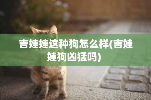 吉娃娃這種狗怎么樣(吉娃娃狗兇猛嗎) 