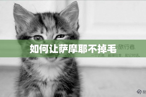 如何讓薩摩耶不掉毛