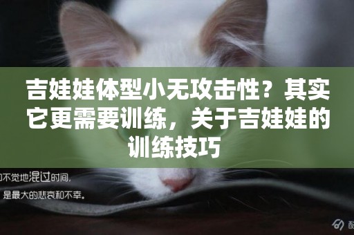 吉娃娃體型小無攻擊性？其實它更需要訓練，關于吉娃娃的訓練技巧 