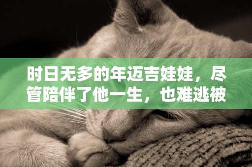 時日無多的年邁吉娃娃，盡管陪伴了他一生，也難逃被拋棄的命運 