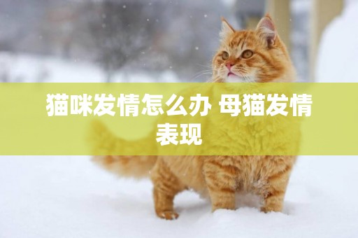 貓咪發情怎么辦 母貓發情表現