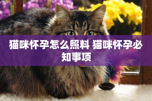 貓咪懷孕怎么照料 貓咪懷孕必知事項
