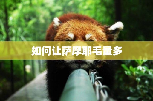如何讓薩摩耶毛量多