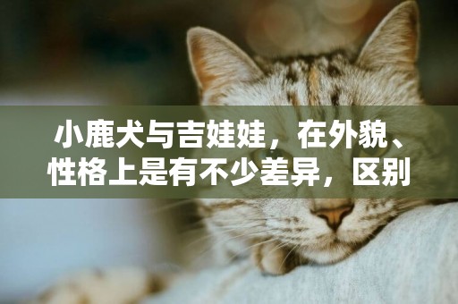 小鹿犬與吉娃娃，在外貌、性格上是有不少差異，區別它們并不難 