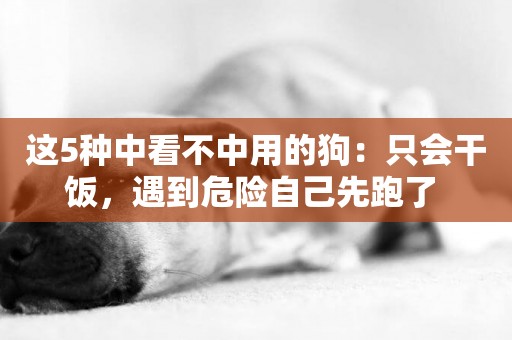 這5種中看不中用的狗：只會干飯，遇到危險自己先跑了 