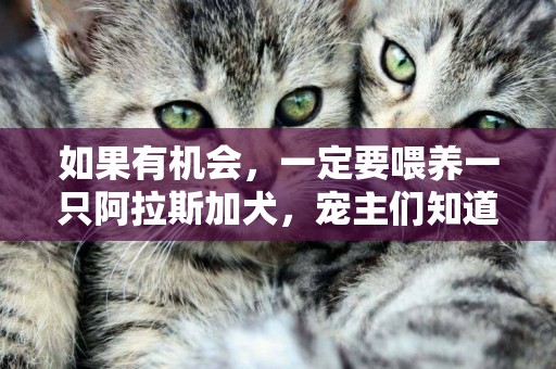 如果有機會，一定要喂養一只阿拉斯加犬，寵主們知道答案嗎？ 