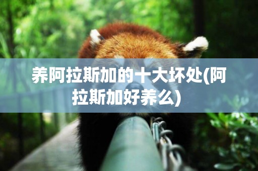 養阿拉斯加的十大壞處(阿拉斯加好養么) 