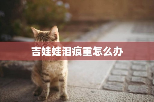 吉娃娃淚痕重怎么辦