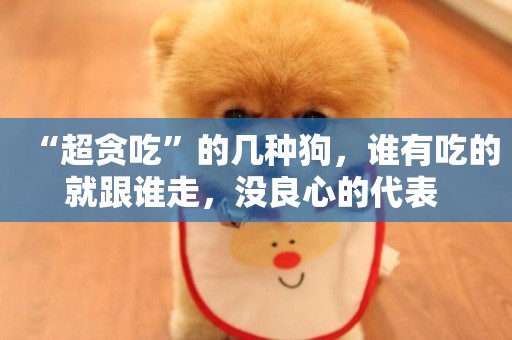 “超貪吃”的幾種狗，誰有吃的就跟誰走，沒良心的代表 