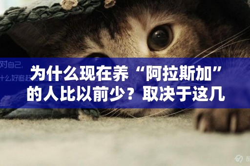 為什么現在養“阿拉斯加”的人比以前少？取決于這幾點 