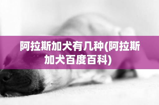 阿拉斯加犬有幾種(阿拉斯加犬百度百科) 