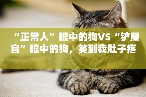 “正常人”眼中的狗VS“鏟屎官”眼中的狗，笑到我肚子疼 
