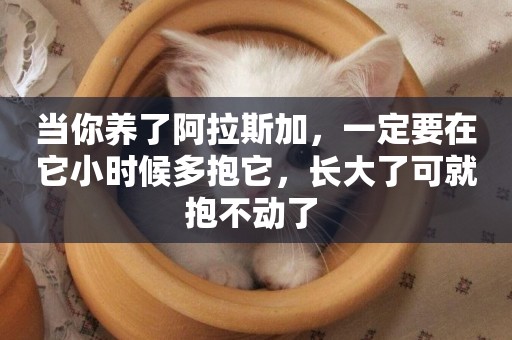 當你養了阿拉斯加，一定要在它小時候多抱它，長大了可就抱不動了 