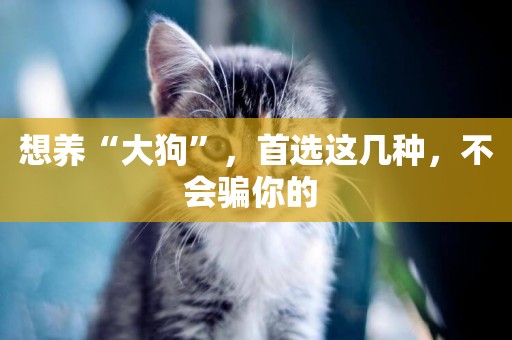 想養“大狗”，首選這幾種，不會騙你的 