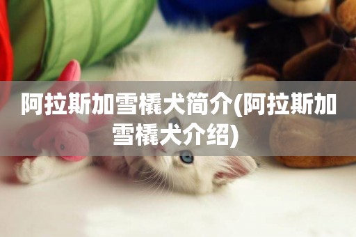 阿拉斯加雪橇犬簡介(阿拉斯加雪橇犬介紹) 