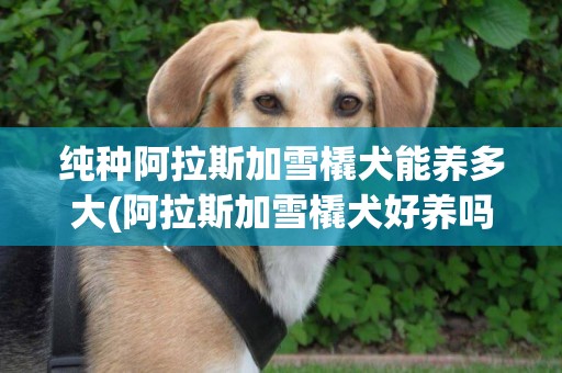 純種阿拉斯加雪橇犬能養多大(阿拉斯加雪橇犬好養嗎知乎) 