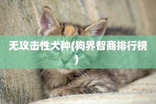 無攻擊性犬種(狗界智商排行榜) 