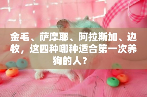 金毛、薩摩耶、阿拉斯加、邊牧，這四種哪種適合第一次養狗的人？ 