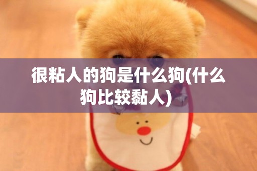 很粘人的狗是什么狗(什么狗比較黏人) 