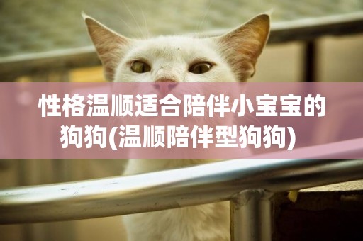 性格溫順適合陪伴小寶寶的狗狗(溫順陪伴型狗狗) 