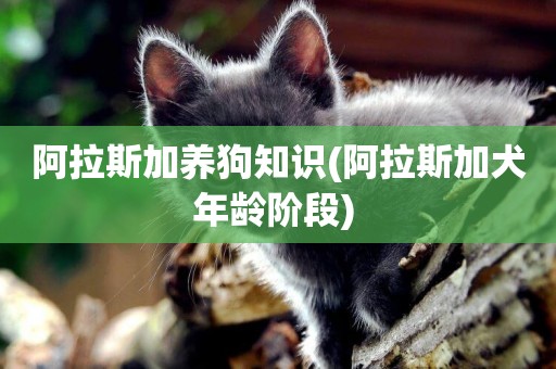 阿拉斯加養狗知識(阿拉斯加犬年齡階段) 