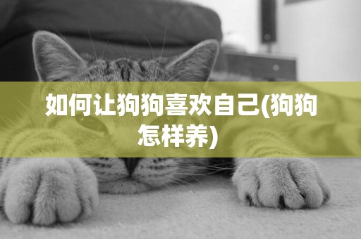 如何讓狗狗喜歡自己(狗狗怎樣養) 