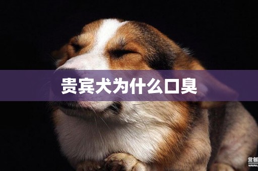 貴賓犬為什么口臭