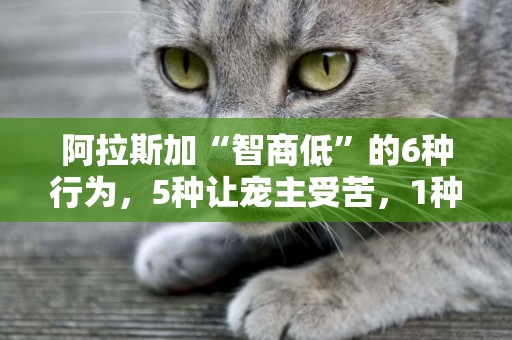 阿拉斯加“智商低”的6種行為，5種讓寵主受苦，1種惹人煩 
