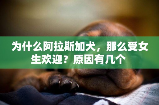 為什么阿拉斯加犬，那么受女生歡迎？原因有幾個 