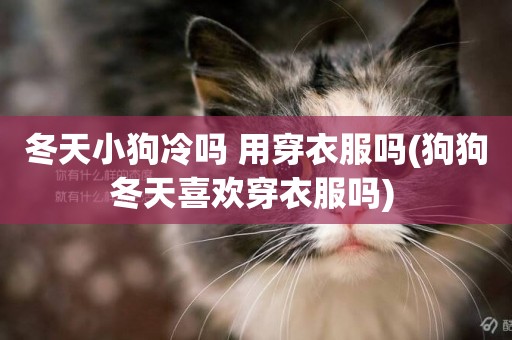 冬天小狗冷嗎 用穿衣服嗎(狗狗冬天喜歡穿衣服嗎) 
