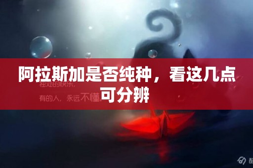 阿拉斯加是否純種，看這幾點可分辨 