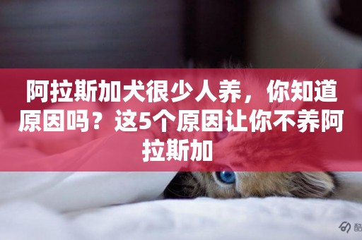 阿拉斯加犬很少人養，你知道原因嗎？這5個原因讓你不養阿拉斯加 