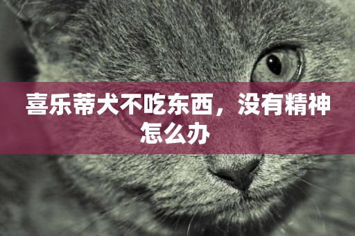 喜樂蒂犬不吃東西，沒有精神怎么辦 