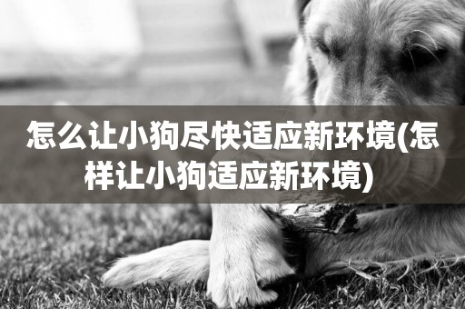 怎么讓小狗盡快適應新環境(怎樣讓小狗適應新環境) 
