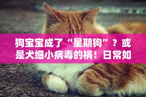狗寶寶成了“星期狗”？或是犬細小病毒的禍！日常如何預防犬細小 