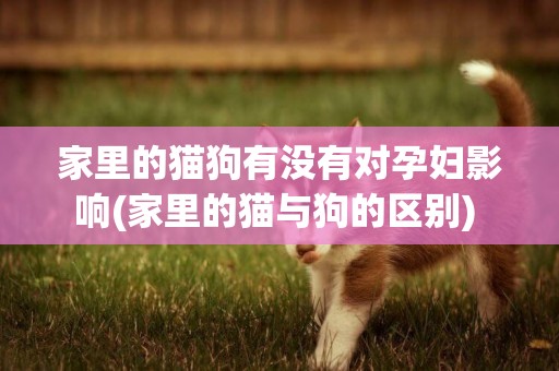 家里的貓狗有沒有對孕婦影響(家里的貓與狗的區別) 