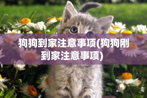 狗狗到家注意事項(狗狗剛到家注意事項) 