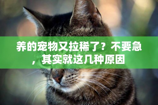 養的寵物又拉稀了？不要急，其實就這幾種原因 