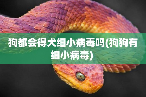 狗都會得犬細小病毒嗎(狗狗有細小病毒) 