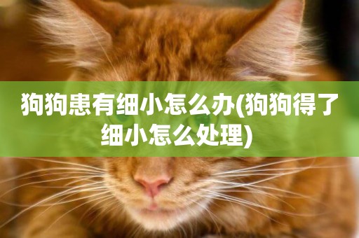 狗狗患有細小怎么辦(狗狗得了細小怎么處理) 